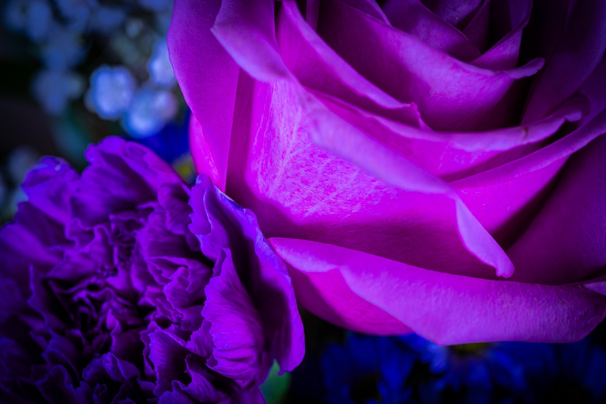 Floral Gallery - March, 2026