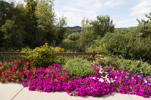 Pilgrim Garden: What It Is and Why You Should Make One