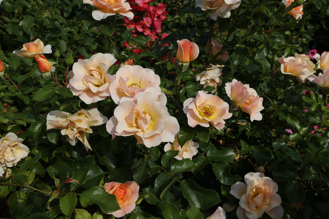 Yellow Rose From Shrine Grounds Gift Wrap Sheets