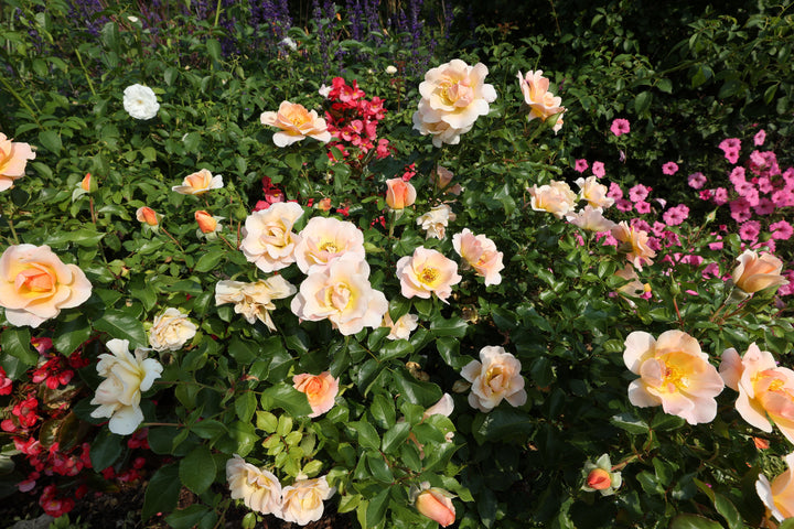 Yellow Rose From Shrine Grounds Gift Wrap Sheets