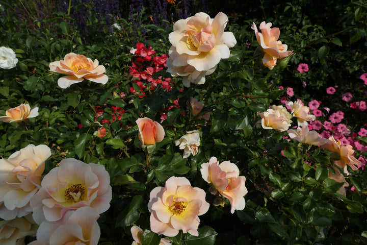 Yellow Rose From Shrine Grounds Gift Wrap Sheets